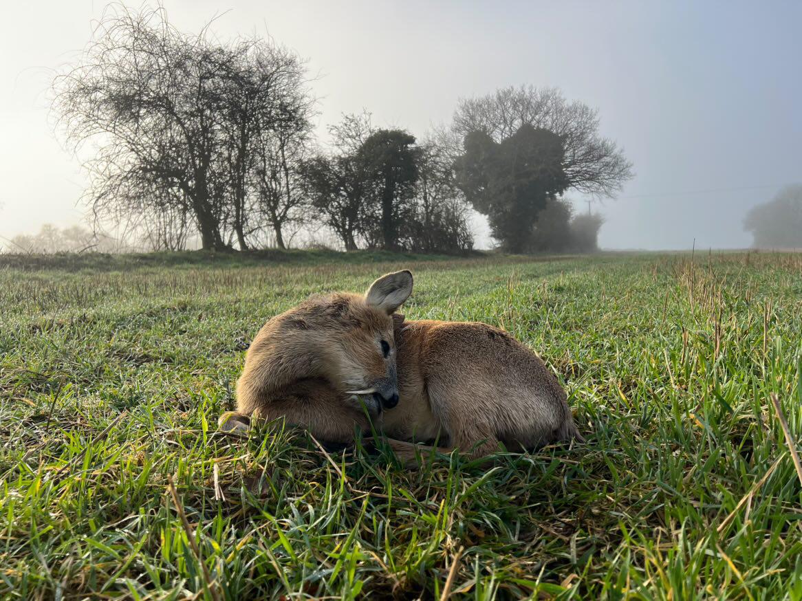 Chinese water deer and Muntjac Combo