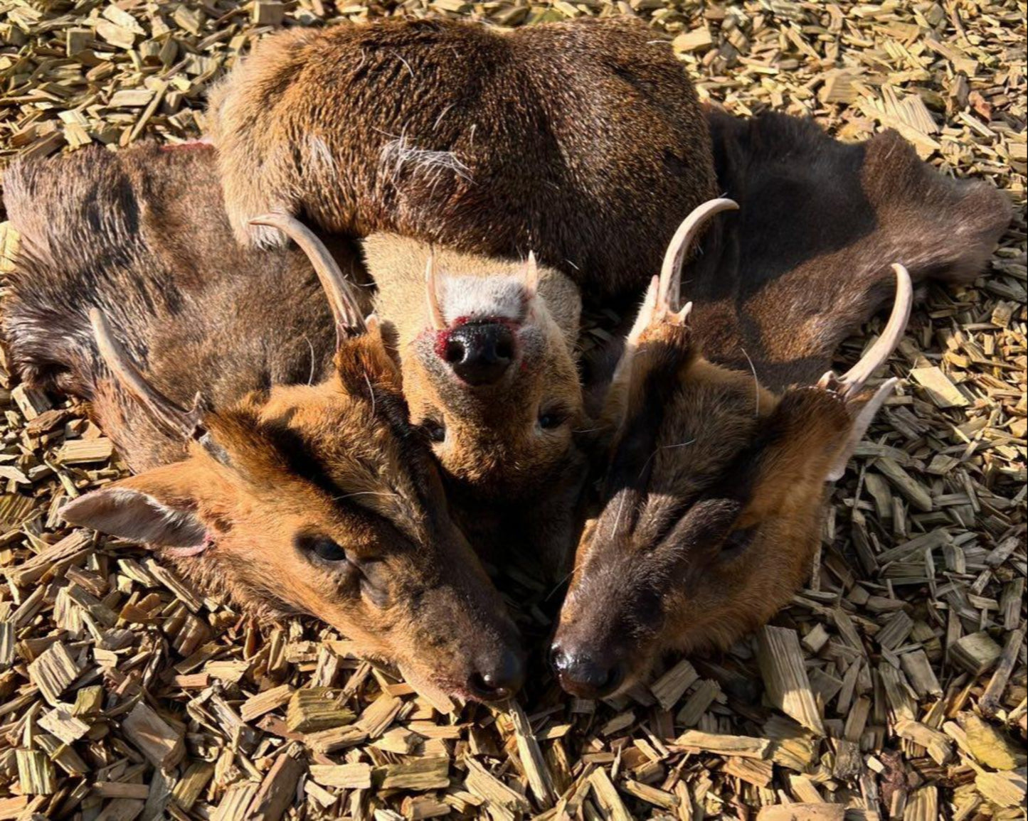 Chinese water deer and Muntjac Combo