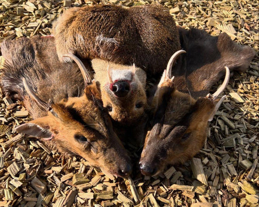 Chinese water deer and Muntjac Combo