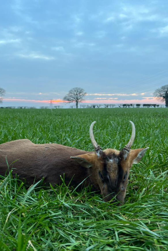 Chinese water deer and Muntjac Combo