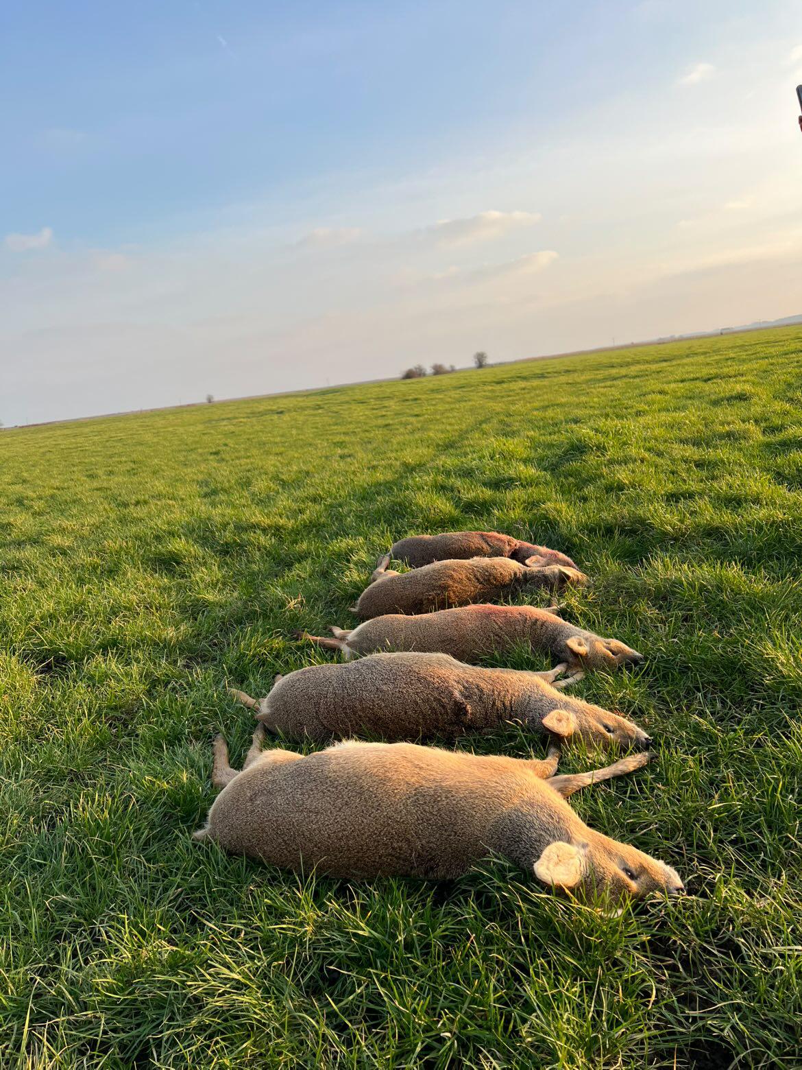 Chinese water deer and Muntjac Combo