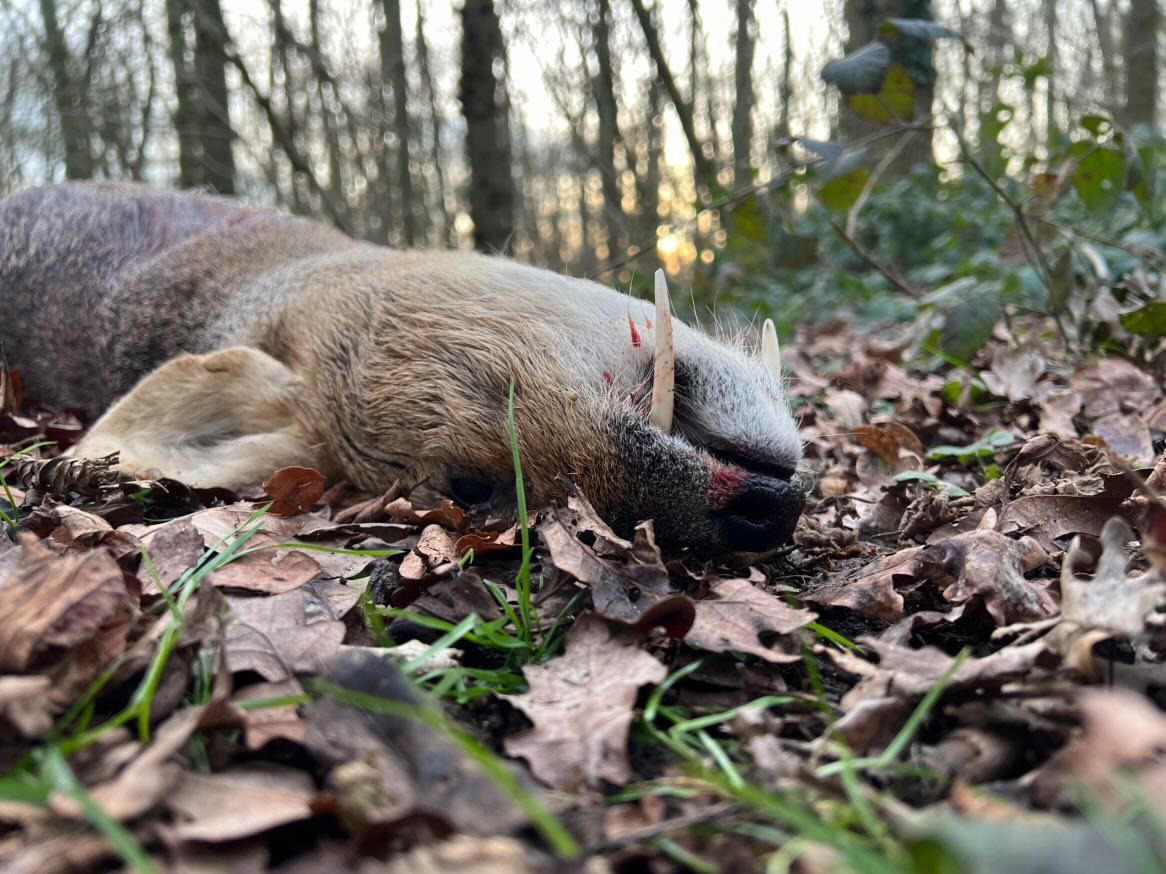 Chinese water deer and Muntjac Combo