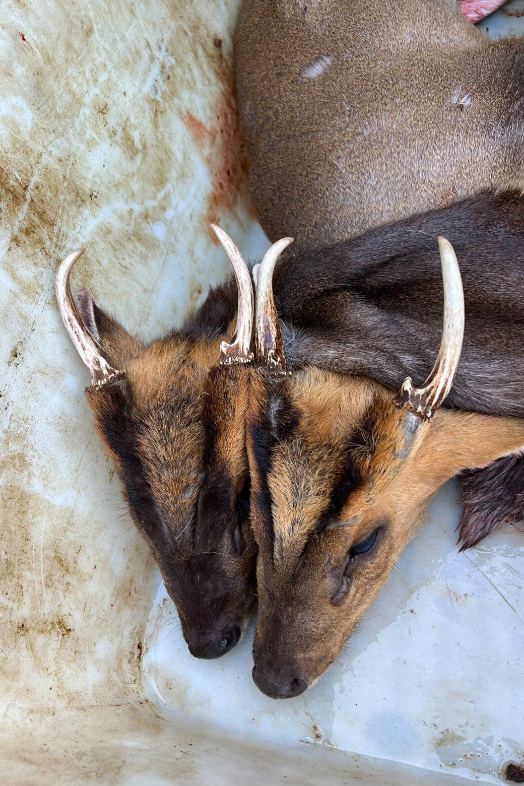 Chinese water deer and Muntjac Combo