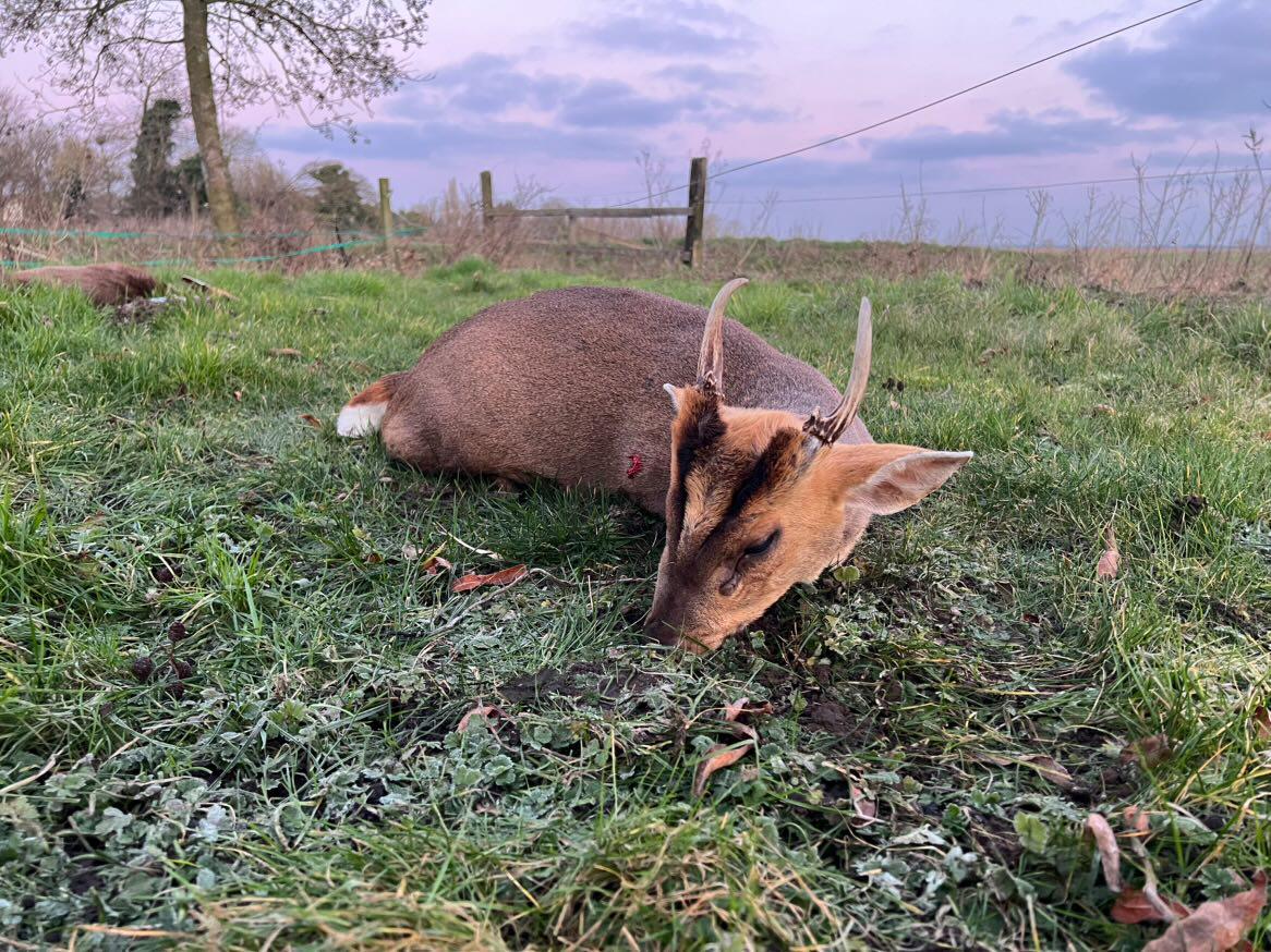 Chinese water deer and Muntjac Combo