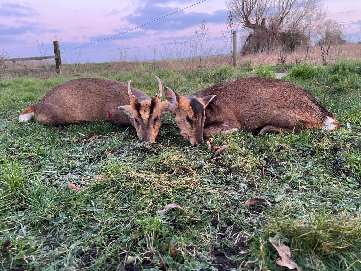 Chinese water deer and Muntjac Combo