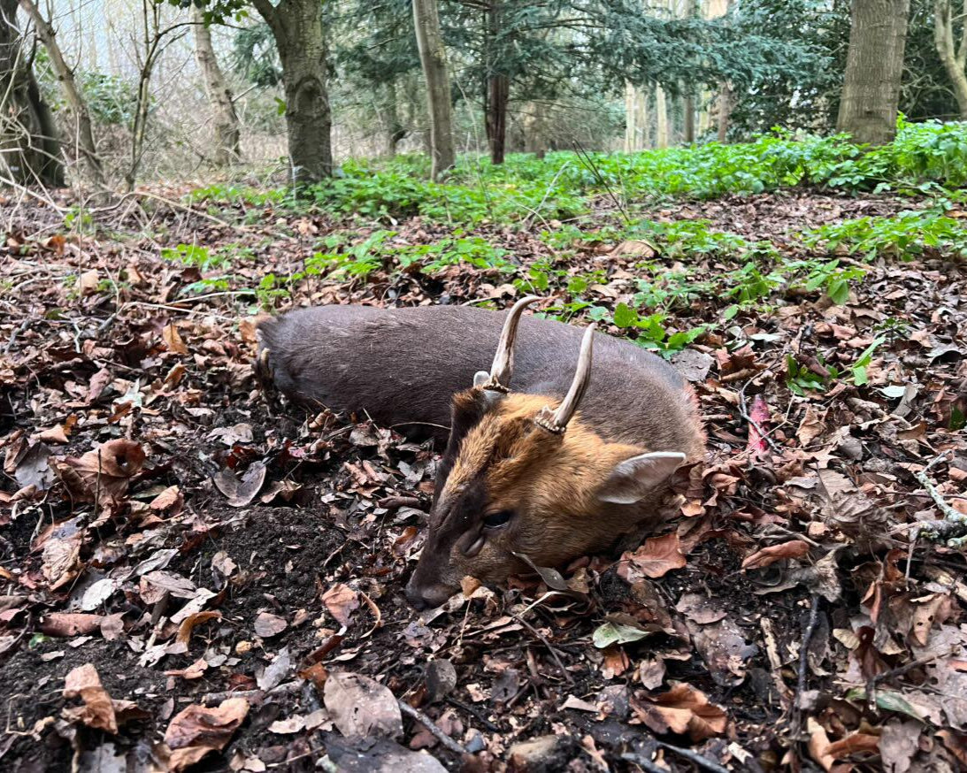 Chinese water deer and Muntjac Combo