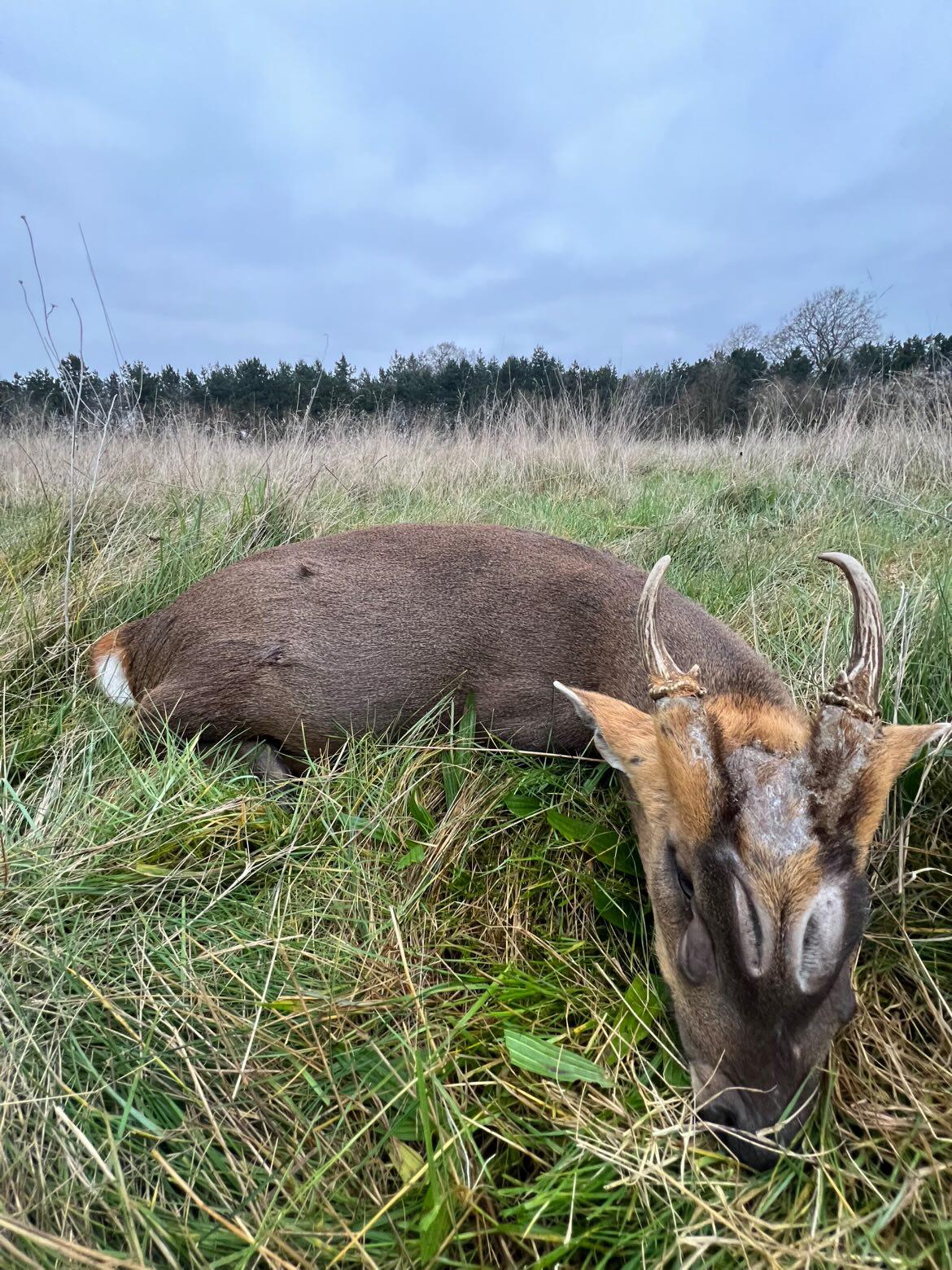 Chinese water deer and Muntjac Combo