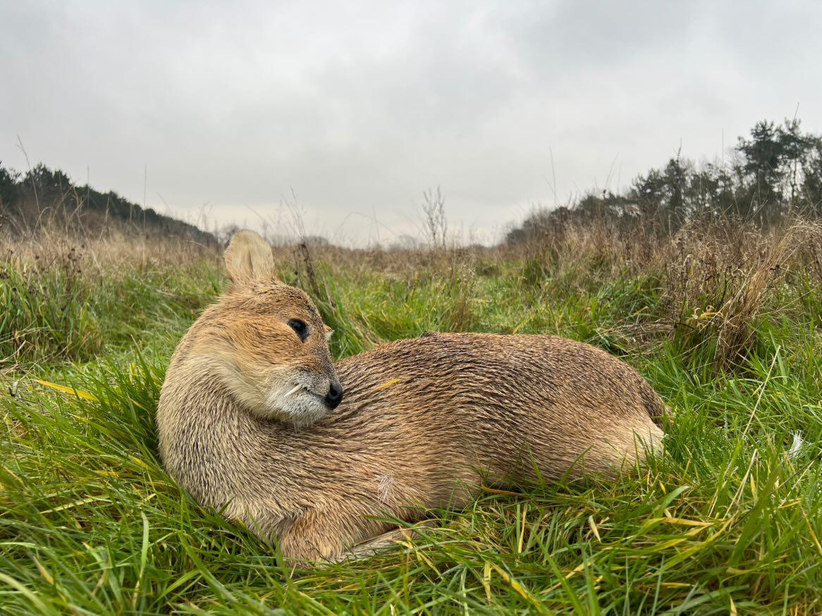 Chinese water deer and Muntjac Combo