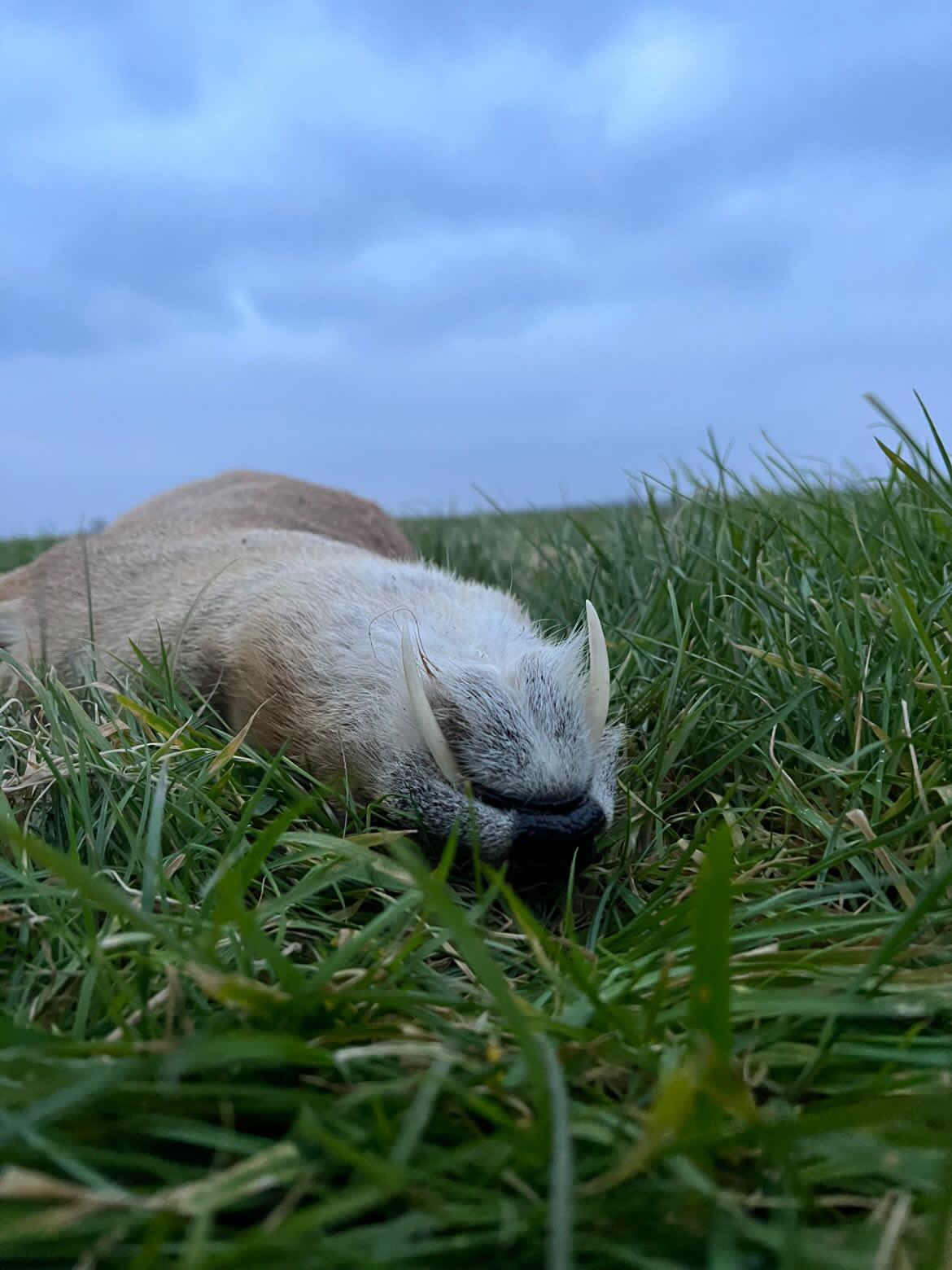 Chinese water deer and Muntjac Combo