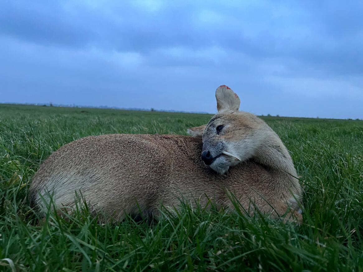 Chinese water deer and Muntjac Combo