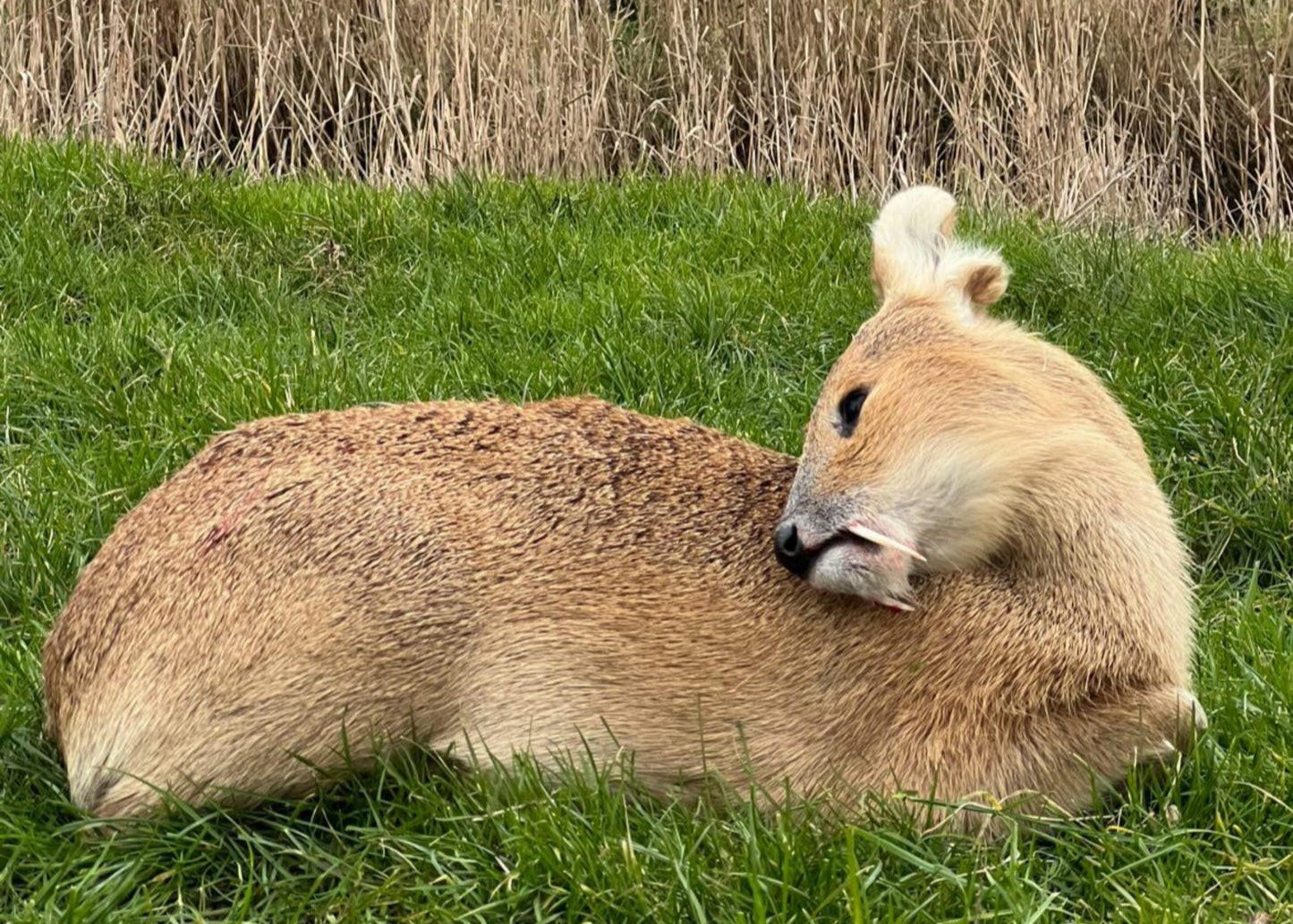 Chinese water deer and Muntjac Combo