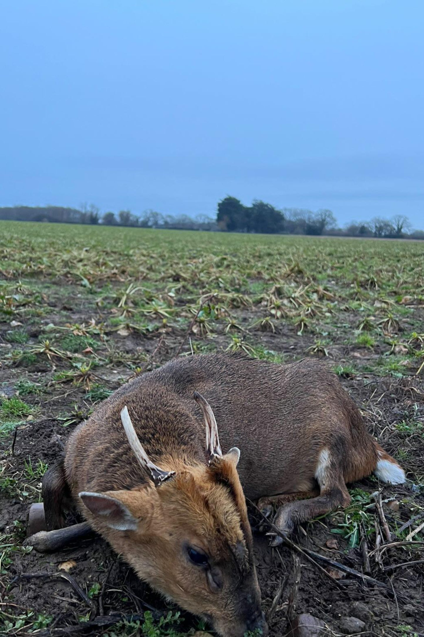 Chinese water deer and Muntjac Combo