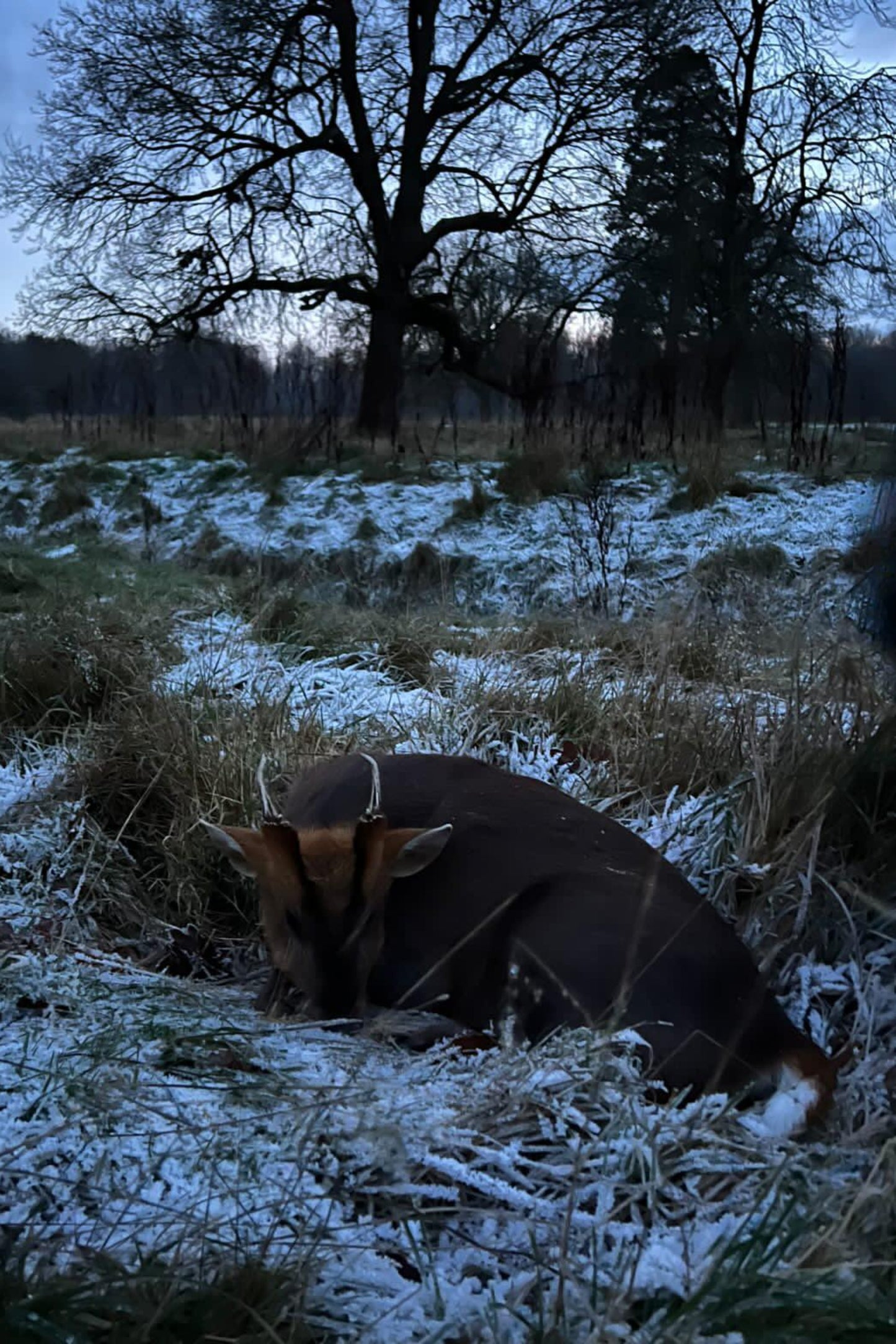 Chinese water deer and Muntjac Combo