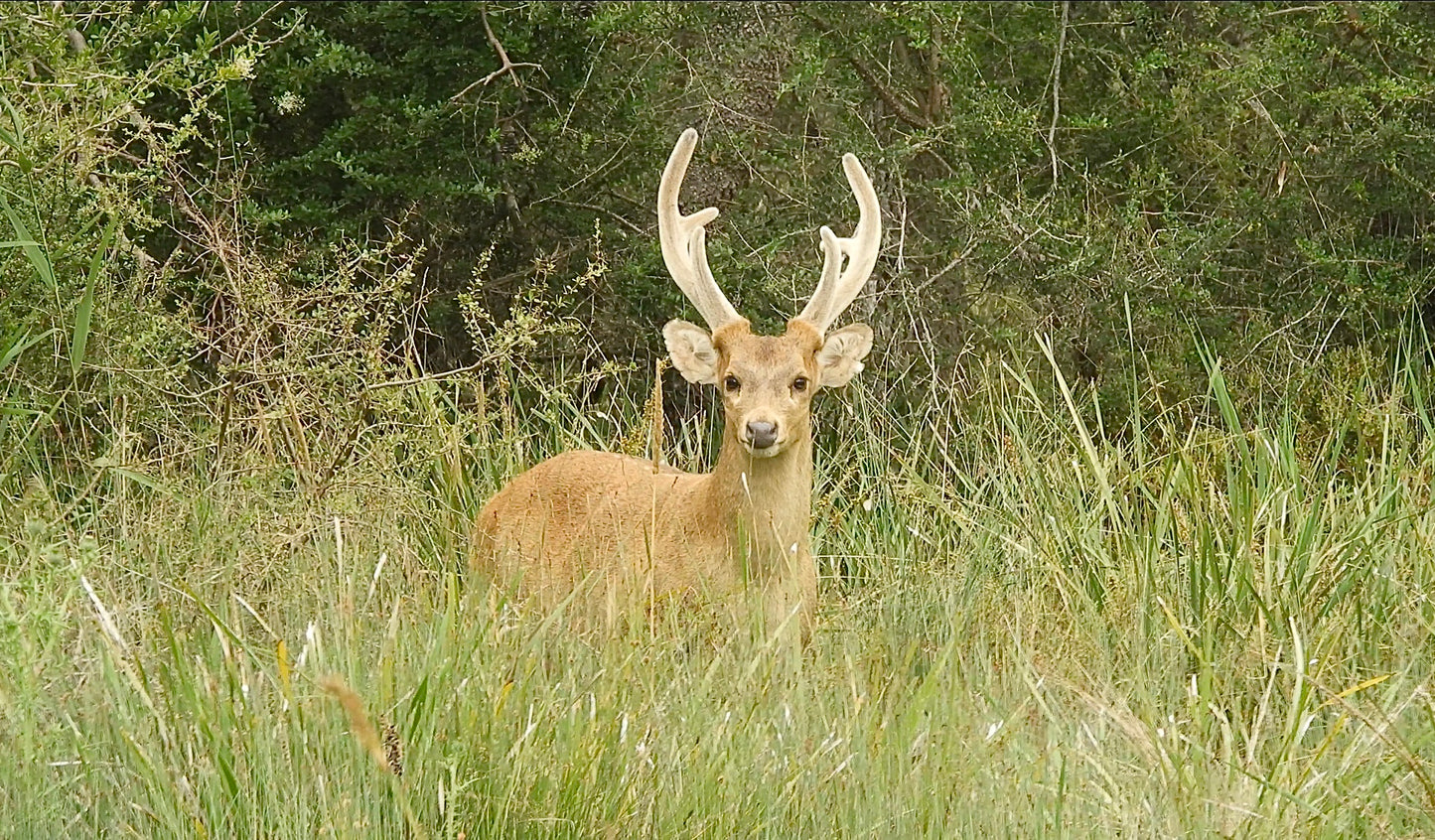 Hog Deer Hunt