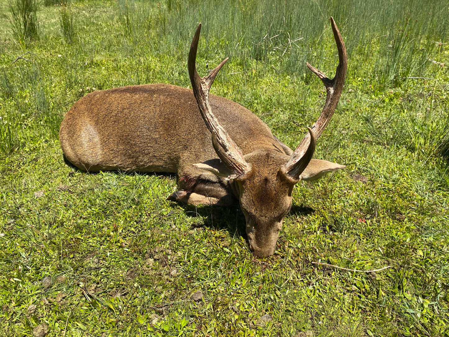 Hog Deer and coastal Shark fishing combo