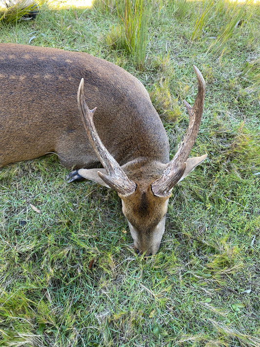 Hog Deer Hunt