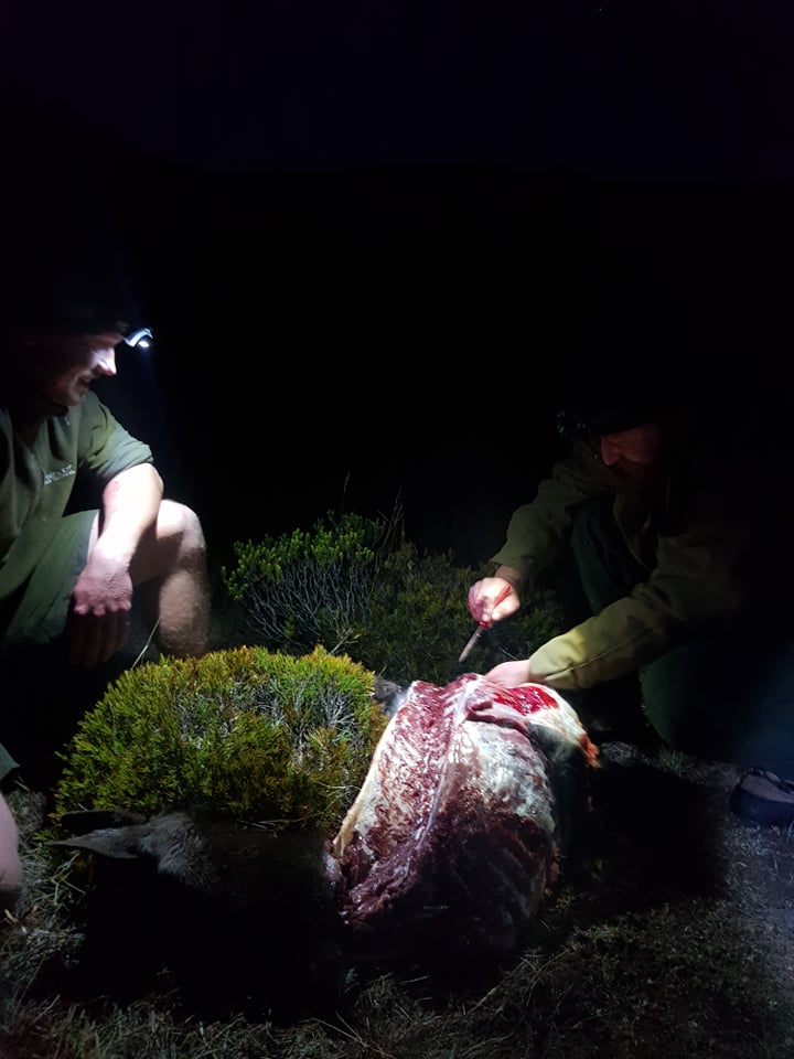 Introduction To Hunting Meat Hunt