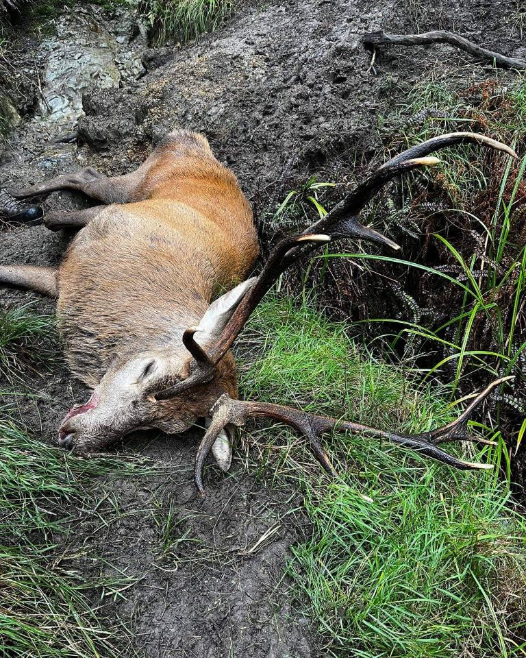 Wilderness Red Stag Hunt