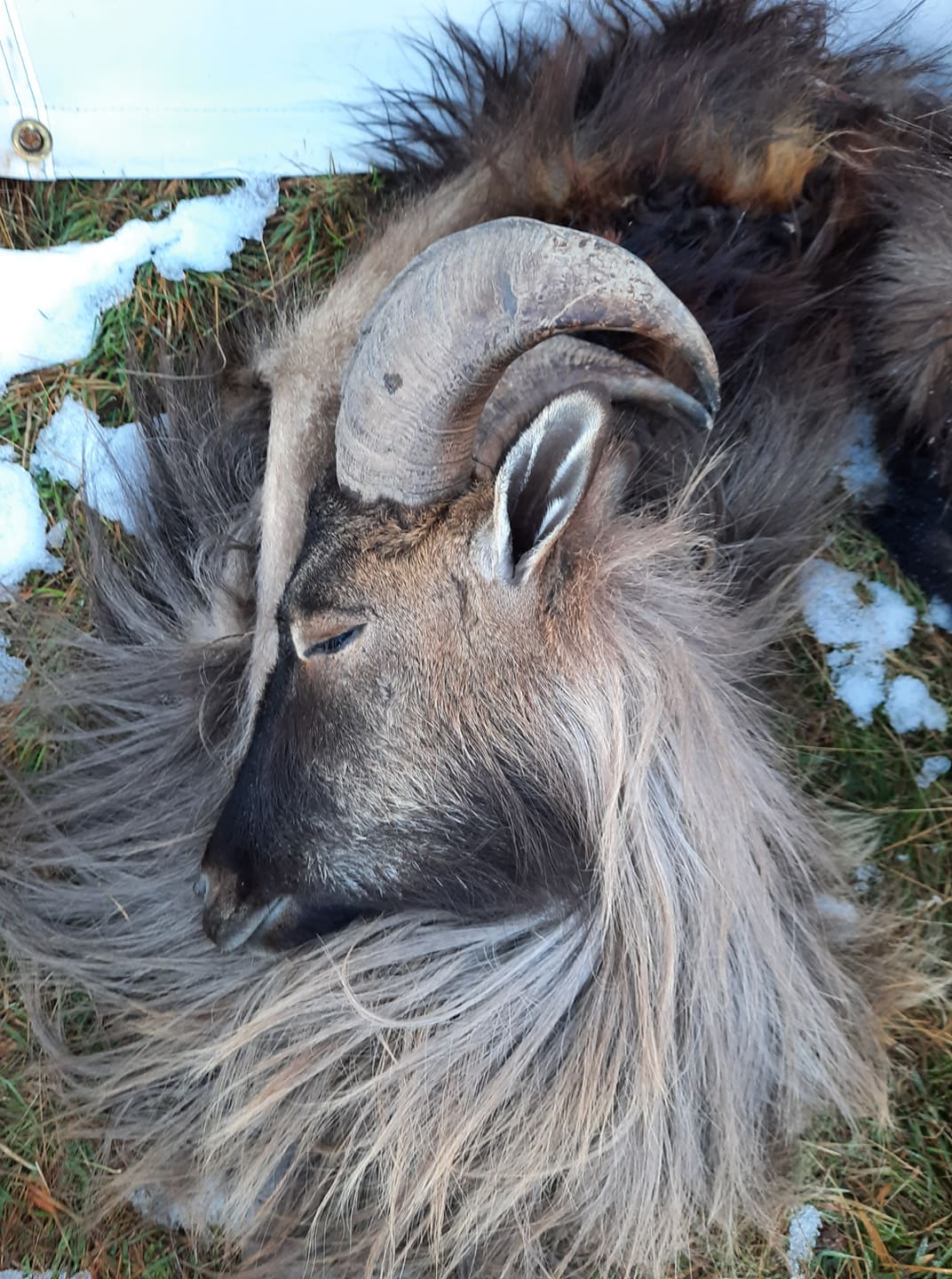 Tahr And Chamois Wilderness Hunt Combo