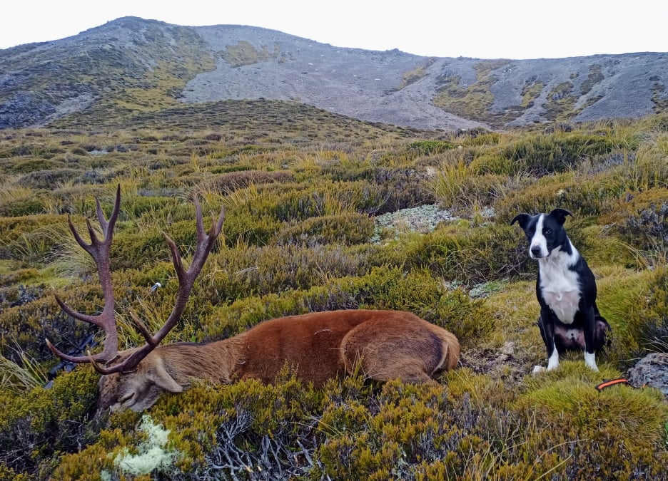 Wilderness Red Stag Hunt