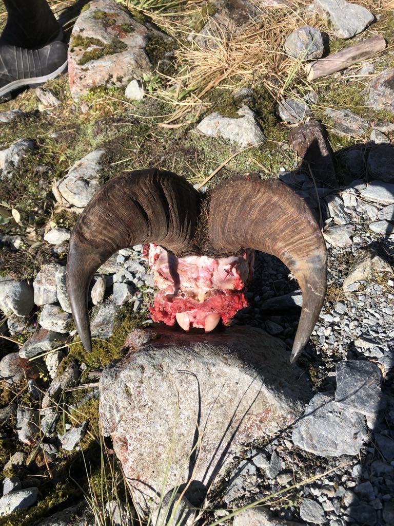 3 Day Tahr Hunt Hunter and Partner