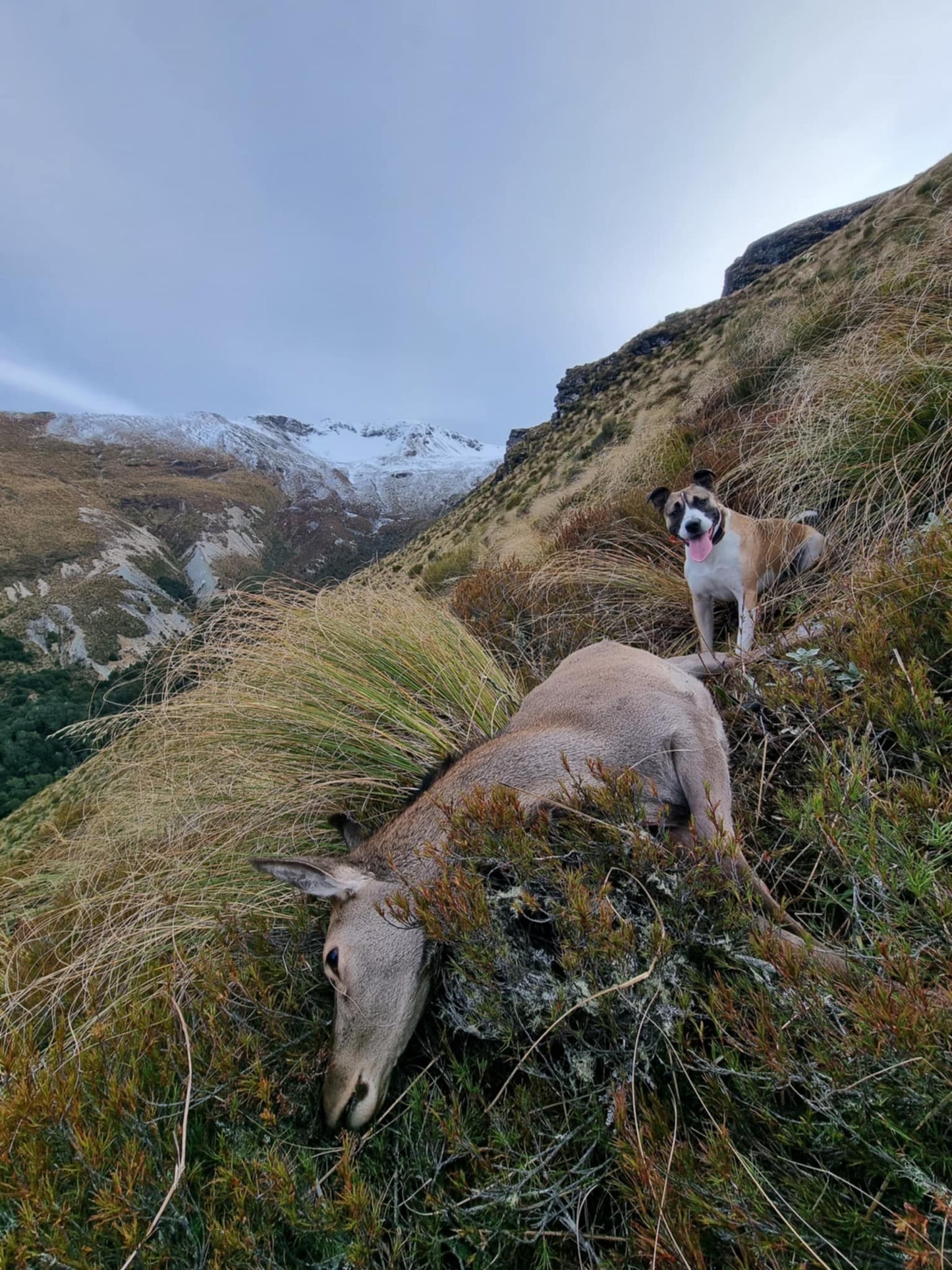 Introduction To Hunting Meat Hunt