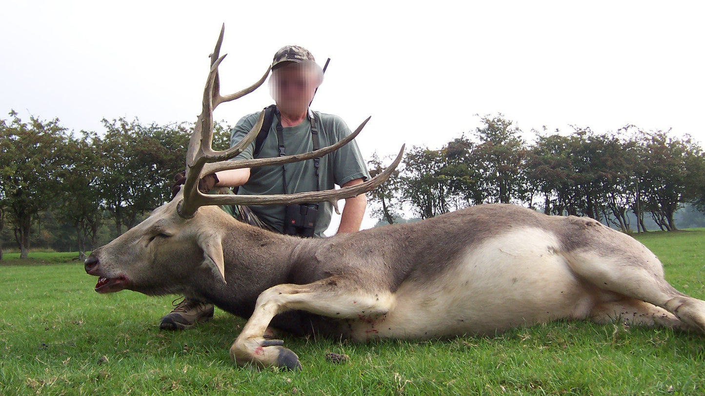 Pere David and Roe Buck summer hunt