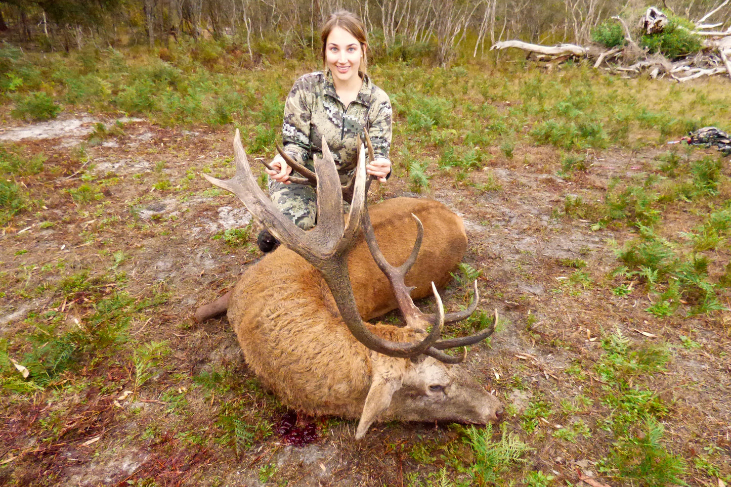 Red stag and Fallow Combo