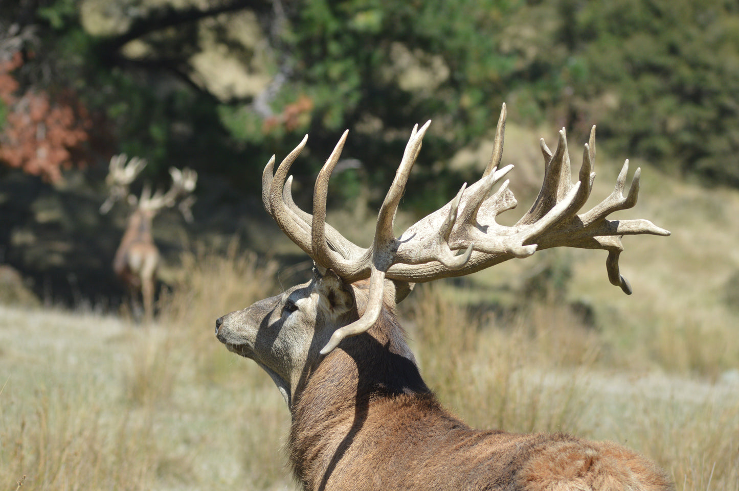 Four Hunters Four Stags Package