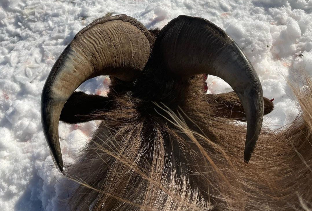 3 Day Tahr Hunt Hunter and Partner