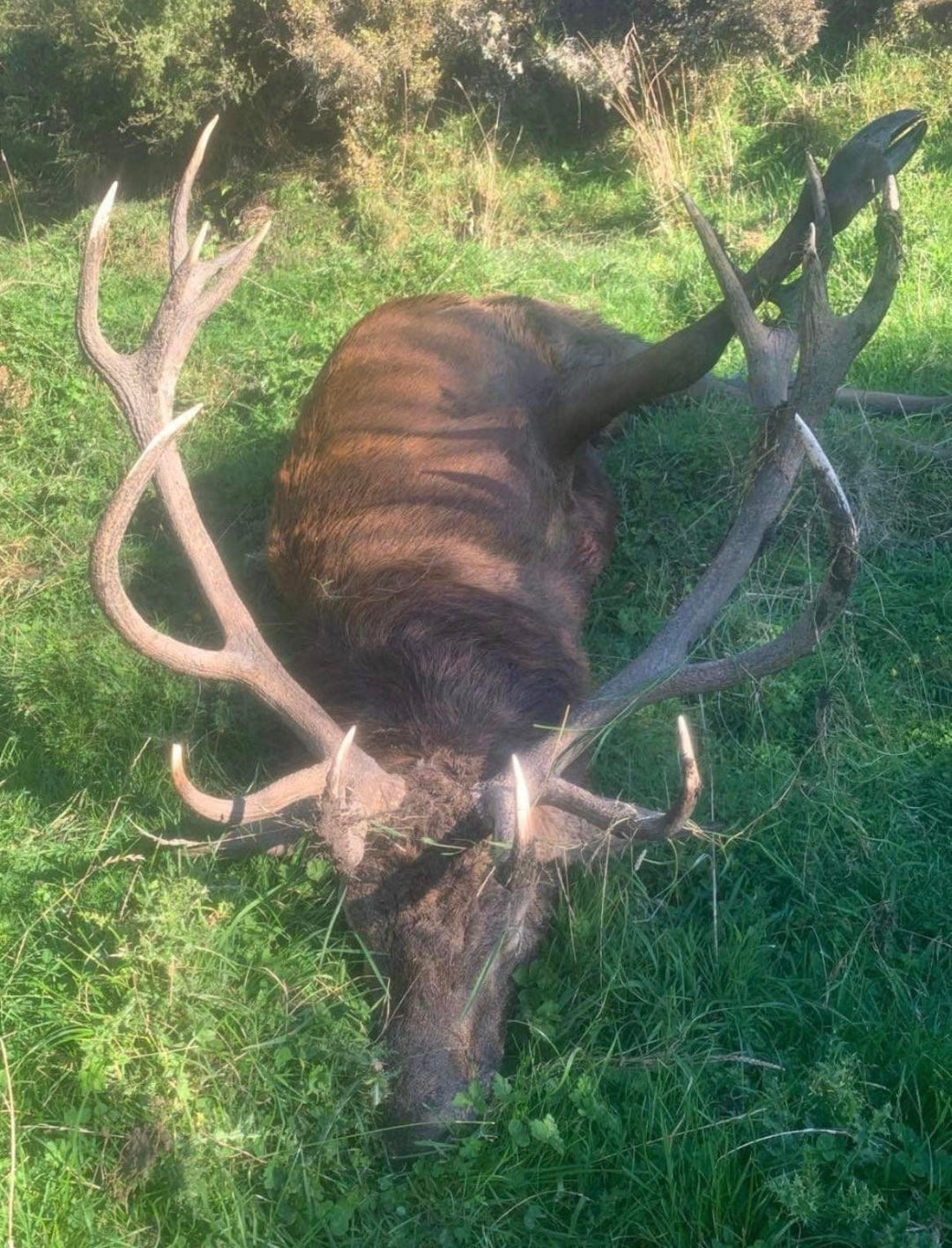 Red Stag Ranch Hunt