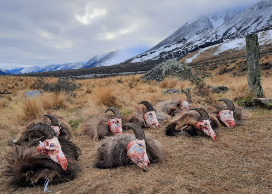 3 Day Tahr Hunt Hunter and Partner