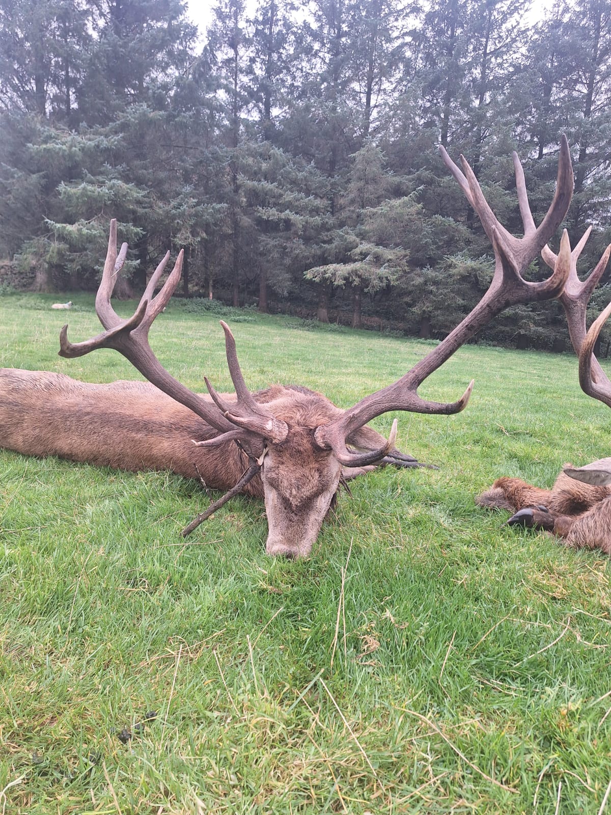 Free Range Irish Red Stag