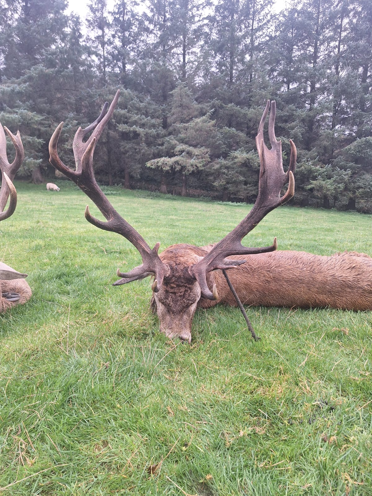 Free Range Irish Red Stag