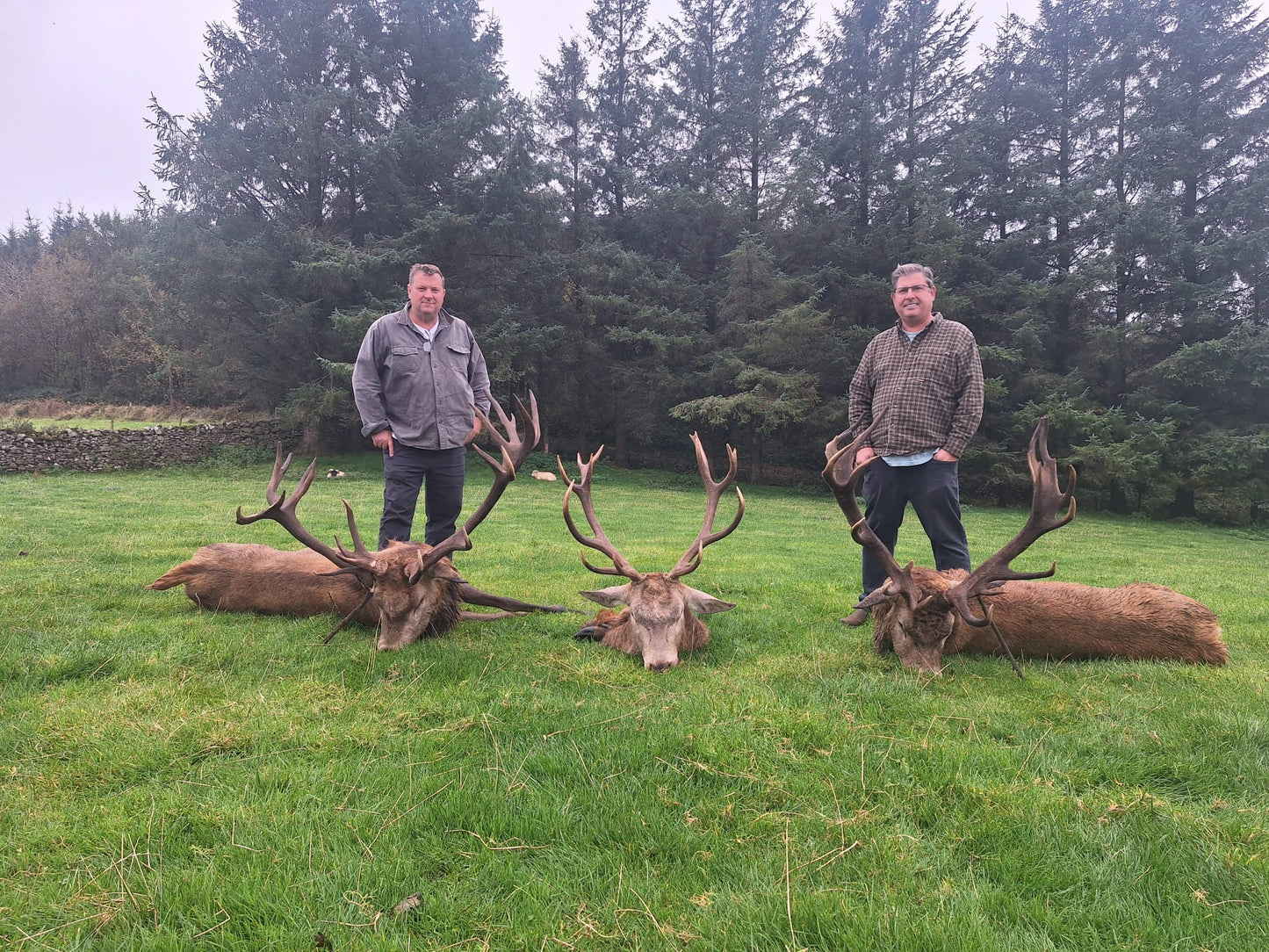 Free Range Irish Red Stag