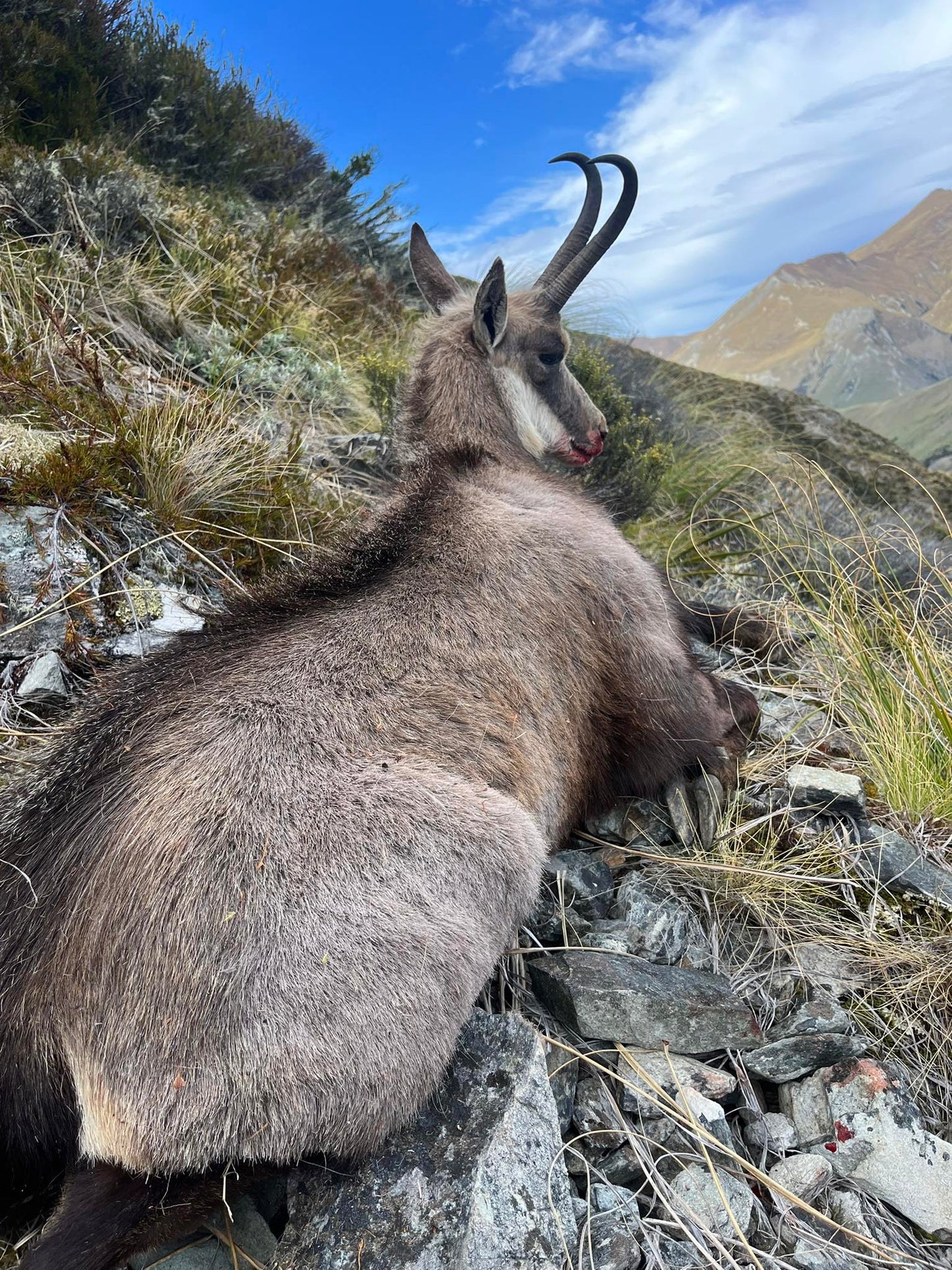Chamois Wilderness Hunt