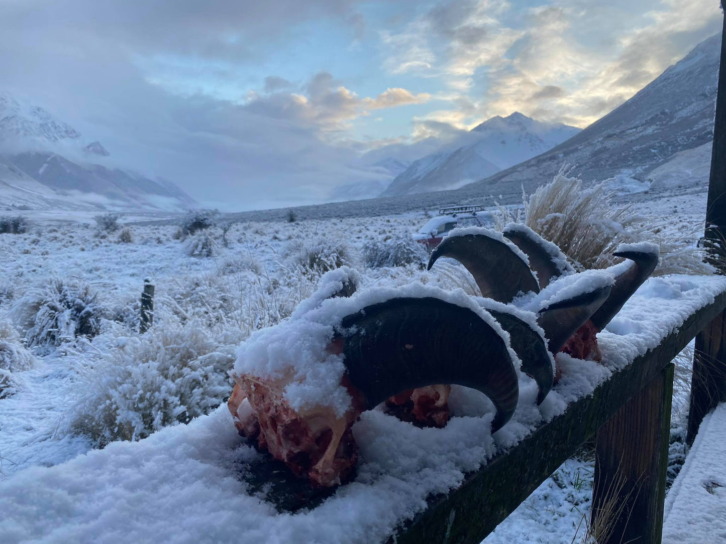 3 Day Tahr Hunt Hunter and Partner